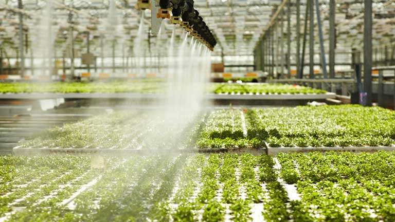 Image of the plants being grown indoors with LED lighting