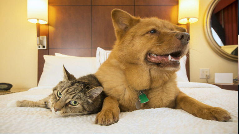 a cat and a dog laying next to each other on a bed